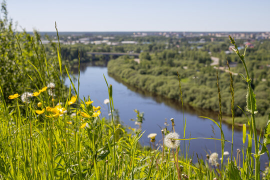 Bright meadow flowers and grass against background of river illustrating the sunny nature of northern Russia.