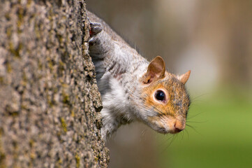 Eastern gray squirrel (Sciurus carolinensis), Bushs Pasture Park, Salem, Oregon © George