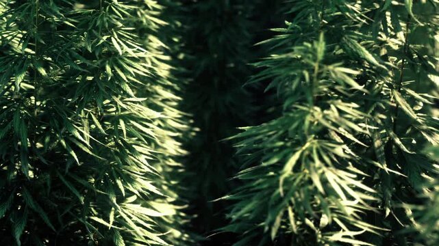 Tall marijuana plants thrive in rows under natural sunlight, their green leaves textured and vibrant as they grow outdoors in the warmth of the day.
