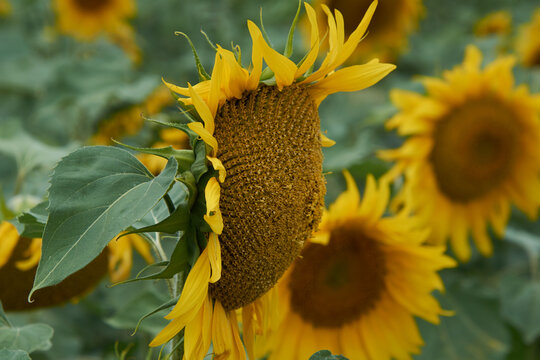 Close-up of mature sunflower head heavy with seeds tilting downward in field of blooming sunflowers under soft daylight