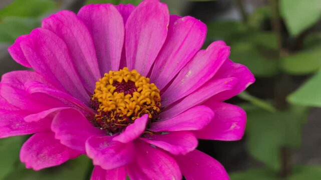 Macro shot of a pink zinnia flower