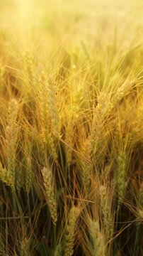 The camera moves slowly among ripe wheat ears at sunset. Vertical video