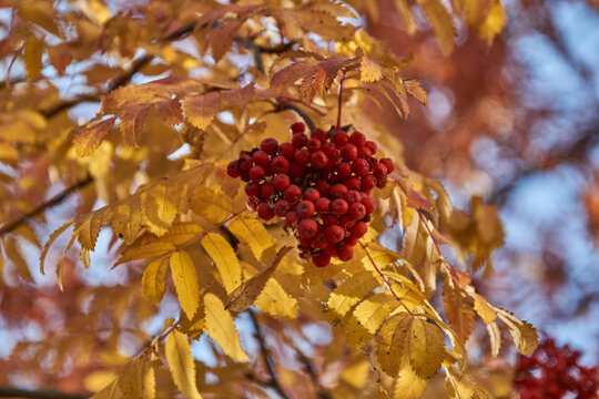 Rowanberry cluster amid golden autumn leaves in warm sunlight, close-up botanical detail photograph of red berries on branch