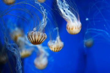 jellyfish in blue water © Ohayoukansai