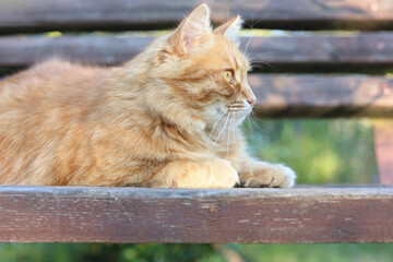Profile portrait of fluffy ginger cat lying on wooden bench outdoors © Mariia
