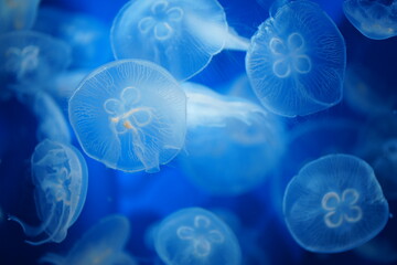 jelly fish in the aquarium © Ohayoukansai