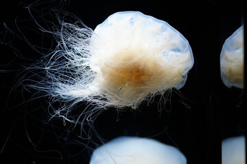 jellyfish in the water © Ohayoukansai