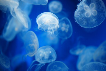 jellyfish in the water © Ohayoukansai