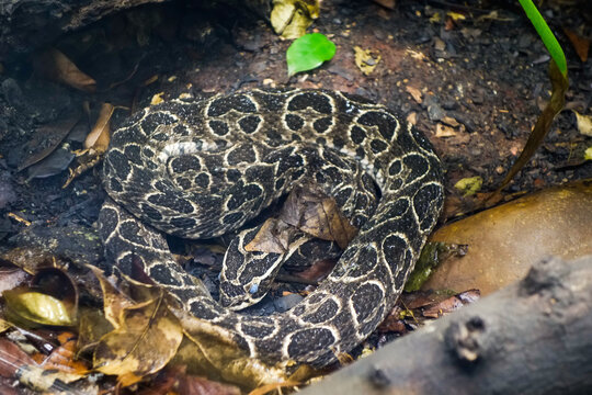 Bothrops alternatus snake, aka crossed pit viper or urutu. venomous pit viper species found in South America
