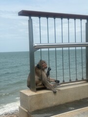 monkey the sea © ava.ppw