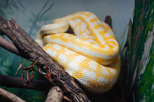 rare albino diamond python, in captivity. aka Morelia spilota spilota