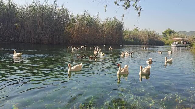 Azmak river in Akyaka, Mugla, Turkey, white domestic geese and ducks swimming in crystal clear water between tall reeds, a tour boat moored in the distance