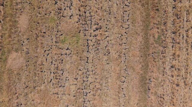 Aerial view of drought affected rice field with cracked dry soil in Wedung, Central Java, Indonesia.