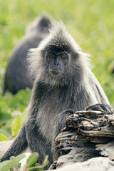 Silvered leaf monkey resting on a tree trunk © Bapitste