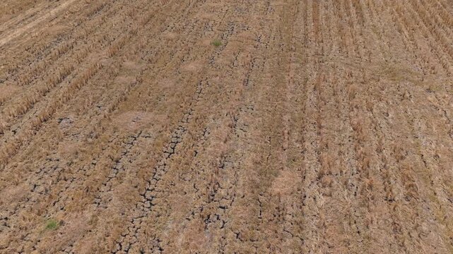 Aerial view of drought affected rice field with cracked dry soil in Wedung, Central Java, Indonesia.