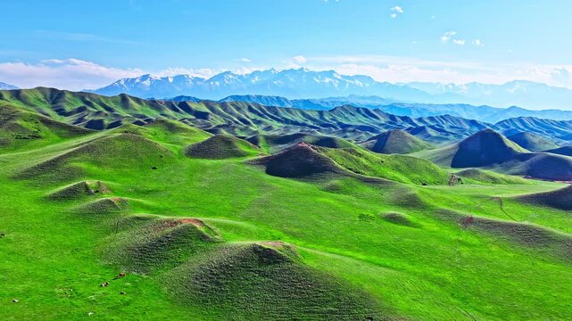 Aerial view of endless rolling green hills with snow-capped mountains under a blue sky in Xinjiang, China.