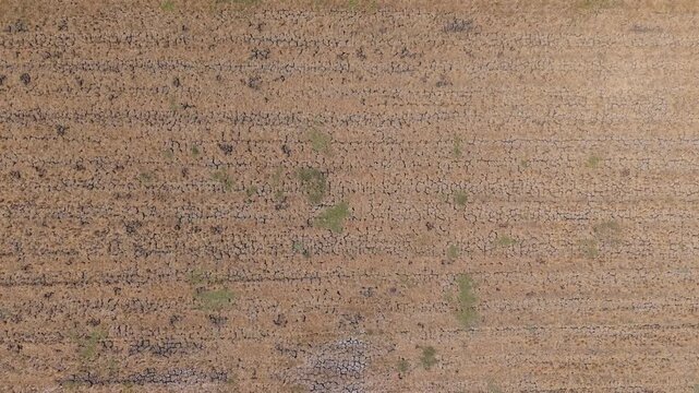 Aerial view of drought affected rice field with cracked dry soil in Wedung, Central Java, Indonesia.