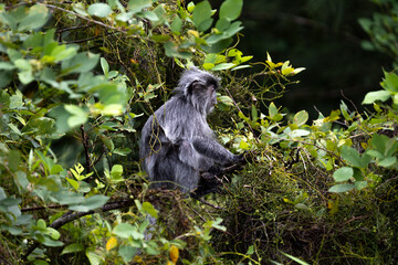 Silvered leaf monkey sitting among green leaves © Bapitste