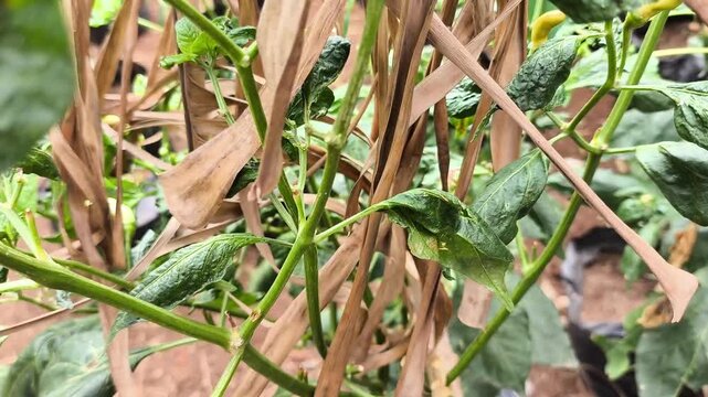 Fresh green plant foliage growing among dried brown leaves in outdoor agricultural field background