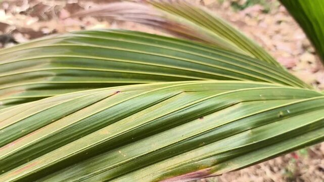 Close up of green palm leaf foliage with sharp lines tropical plant pattern in natural sunlight