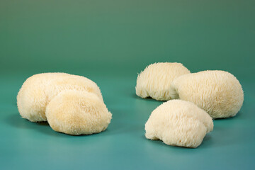 Fresh Lion's Mane mushrooms, Hericium erinaceus, arranged horizontally on a teal background with generous copy space for culinary, botanical and wellness concepts. © DEWINs