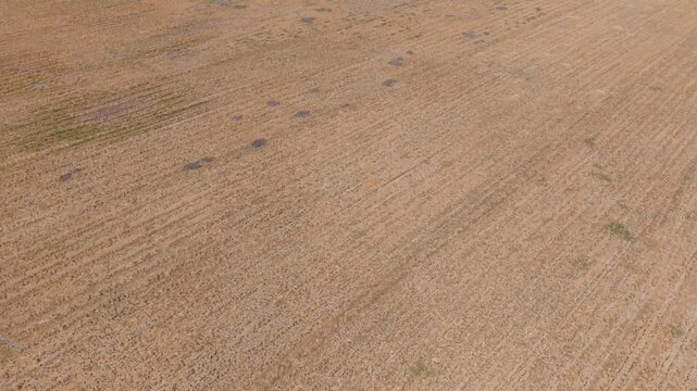 Aerial view of drought affected rice field with cracked dry soil in Wedung, Central Java, Indonesia.