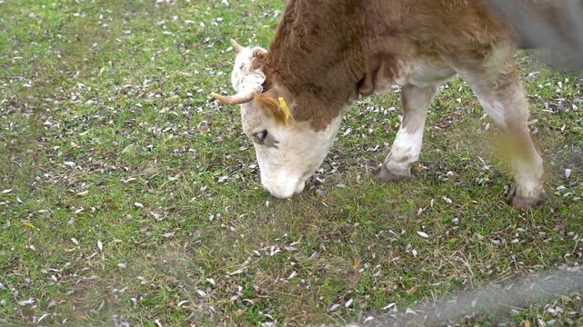 Close-up of a brown and white cow with short horns grazing on green grass dotted with fallen autumn leaves in a pasture in Turkey