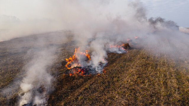 Aerial View of Straw Windrow Burning in Agricultural Field