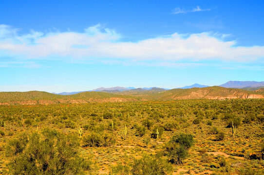 Sonoran Desert Arizona