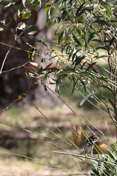 New Holland Honeyeater (Phylidonyris novaehollandiae) landing on grass tree, wings extended