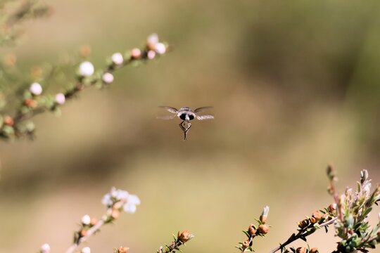 Rear view of Bee Fly (Meomyia fasciculata) in flight