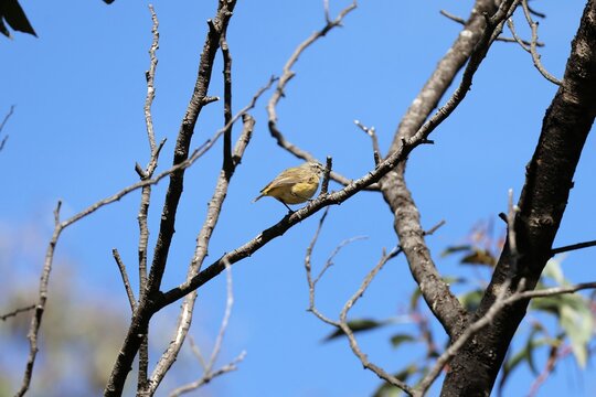 Yellow-rumped Thornbill (Acanthiza chrysorrhoa) purched in wattle tree