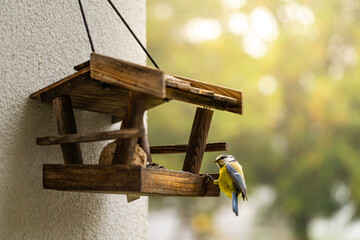 Blue tit bird perched on a wooden bird feeder in a sunny autumn garden © Siva