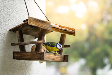 Great tit bird perched on a wooden bird feeder in a sunny autumn garden © Siva