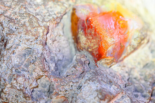 Close-up of a rough Mexican fire opal embedded in volcanic rock, Puerto Vallarta, Mexico