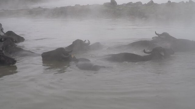 Guroymak, Bitlis, Turkey, a herd of water buffaloes bathing in the warm water of a steaming thermal spring on a cold misty day