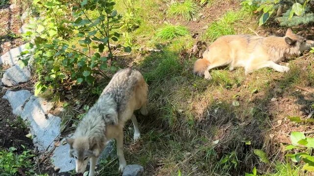 Two grey wolves rest in a sunlit forest clearing in a wildlife enclosure, one wolf sitting and another lying down among green grass and trees on a sunny day.
