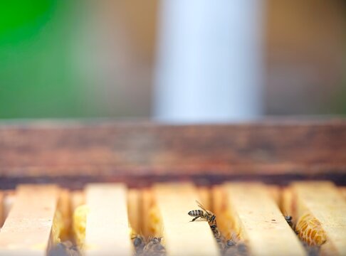 Honey bee hovering above wax foundation frames in a beehive, showing the working structure of a colony linked to pollination and food security