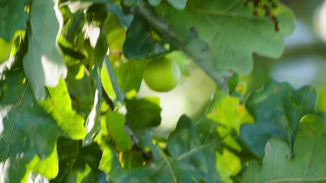 A round green oak apple gall hangs from a vibrant green oak leaf among sunlit branches in a forest during a bright summer day.