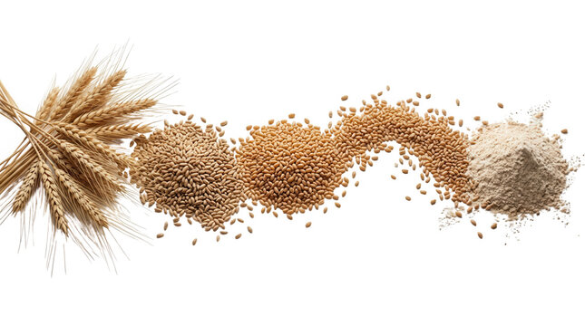 Varieties of Wheat and Grain Products, featuring agriculture, food, nutrition, bread, flour, kernels, harvesting, farming, healthy eating, cereal, seeds