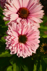 różowe kwiaty jeżówki purpurowej, Echinacea purpurea, odmiana "Sunseekers Salmon", purple coneflower, hedgehog coneflower, eastern purple coneflower, blooming coneflowers © kateej