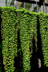 Winobluszcz pięciolistkowy (Parthenocissus quinquefolia) , winobluszcz zwieszający się ze ściany domu, Virginia creeper hanging from the wall of a house, Virginia creeper, woodbine, five-leaved ivy,  © kateej