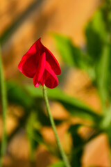 Groszek pachnący (Lathyrus odoratus), kwitnący groszek pachnący, jednoroczny groszek, Sweet pea, flowering sweet pea, annual sweet pea, sweet pea flowers © kateej