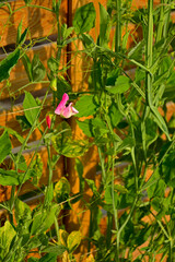 Groszek pachnący (Lathyrus odoratus), kwitnący groszek pachnący, jednoroczny groszek, Sweet pea, flowering sweet pea, annual sweet pea, sweet pea flowers © kateej