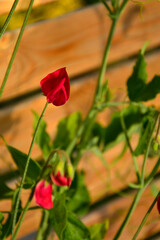 Groszek pachnący (Lathyrus odoratus), kwitnący groszek pachnący, jednoroczny groszek, Sweet pea, flowering sweet pea, annual sweet pea, sweet pea flowers © kateej