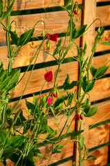 Groszek pachnący (Lathyrus odoratus), kwitnący groszek pachnący, jednoroczny groszek, Sweet pea, flowering sweet pea, annual sweet pea, sweet pea flowers © kateej