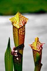 roślina owadożerna, kapturnica, Sarracenia, Sarracenia psittacina parrot pitcher plant, trumpet pitchers, arnivorous plant that traps insects © kateej
