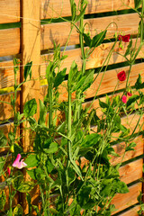 Groszek pachnący (Lathyrus odoratus), kwitnący groszek pachnący, jednoroczny groszek, Sweet pea, flowering sweet pea, annual sweet pea, sweet pea flowers © kateej