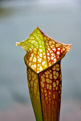 roślina owadożerna, kapturnica, Sarracenia, Sarracenia psittacina parrot pitcher plant, trumpet pitchers, arnivorous plant that traps insects © kateej