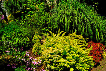 ozdobne trawy i kolorowe krzewy na rabacie, miskant i żółty berberys w kompozycji (Miscanthus, Berberis), ornamental grasses and colorful shrubs in a flowerbed, miscanthus and yellow barberry © kateej